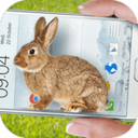 Bunny In Phone Cute joke(兔子在手机可爱的笑话游戏下载)v1.0 最新版
