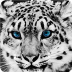 雪豹模拟器v1.2 安卓版